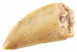 Serrated Raptor Tooth - Real Dinosaur Tooth #364812-1